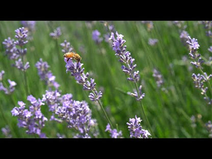 Lavender Essential oil